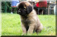 leonberger 077.jpg